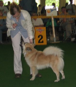 Halti in World Winner Show  03