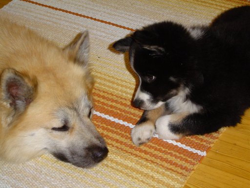 Halti&Hukka