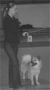 Halti in St Petersburg waiting  for the group competition with handler Tiina