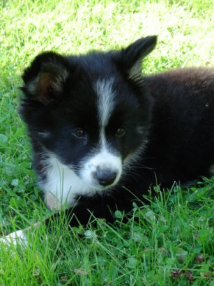 Hukka 9 weeks