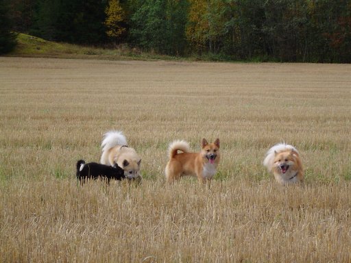 Hukka, Halti, Vasku & Topi