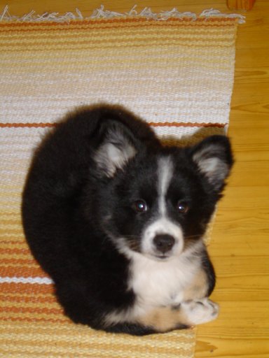 Hukka 9weeks