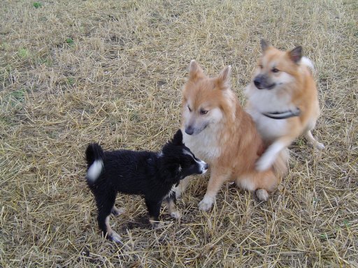 Hukka, Hnokki & Topi