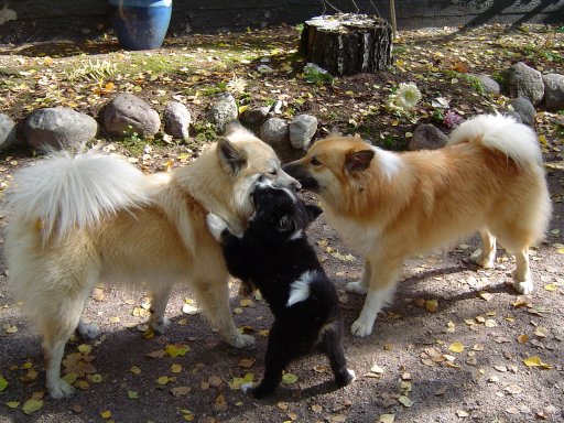 Halti, Hukka & Topi