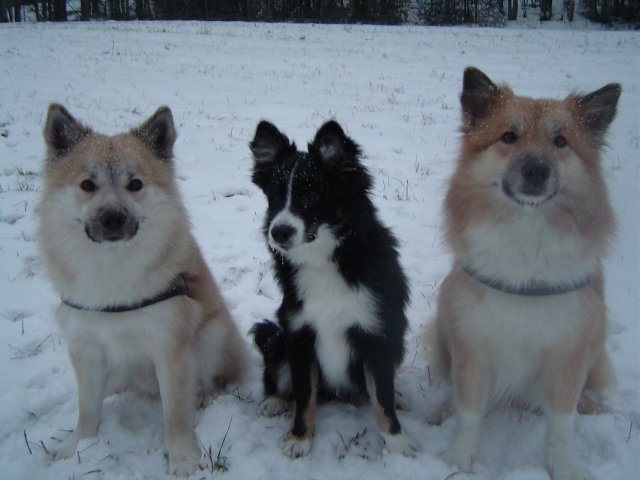 Halti, Hukka & Topi in December03