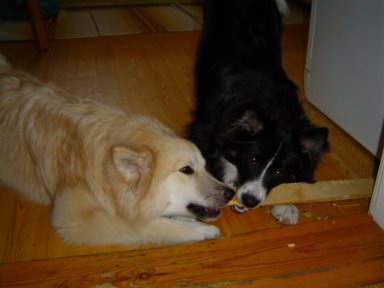 Topi's daughter Saana and Hukka