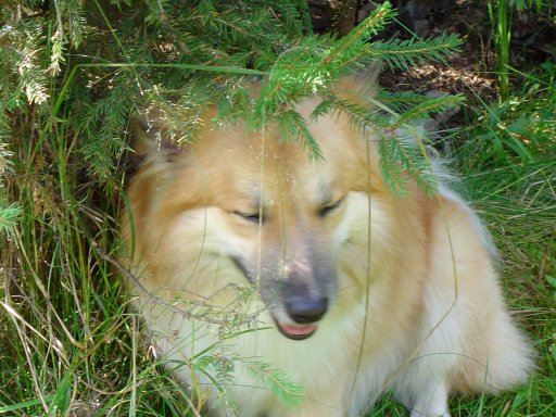 Topi