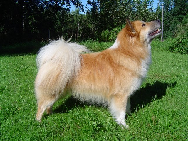 Topi 4,5 years