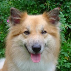 Topi in summer 04