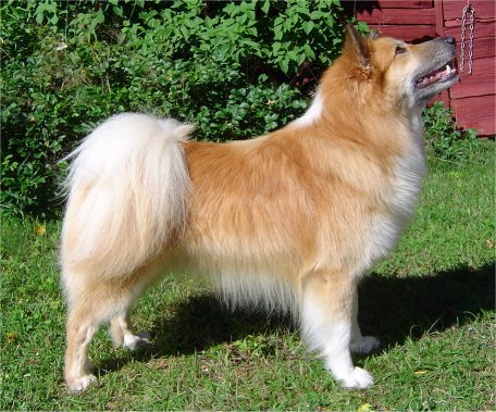 Topi 05