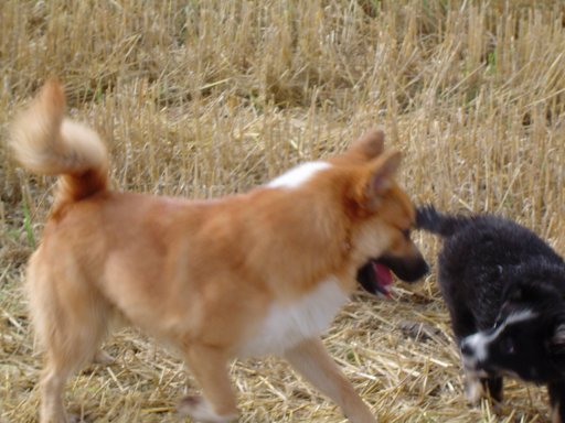 Tunturiketun Vaskur 'Vasku' & Oskadraumur Fimi Frostan 'Hukka' playing