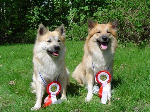Halti & Topi with their World Winner show prices  03