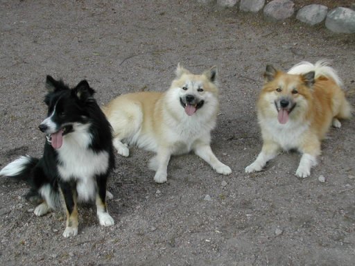 Hukka, Halti & Topi in summer 04