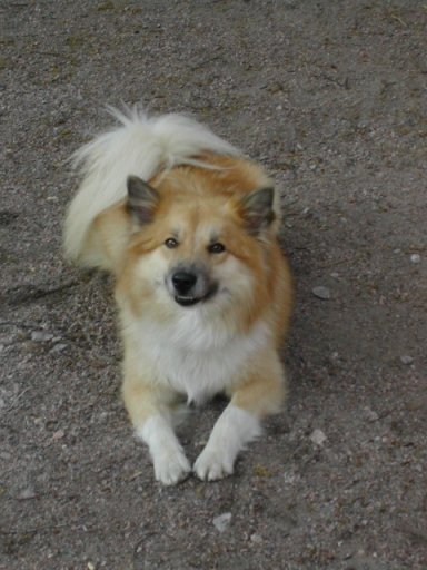 Topi in summer 04
