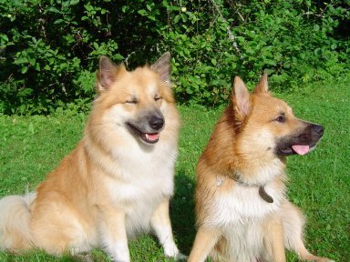 Topi and Vaskur, son of Topi's sister Freyja