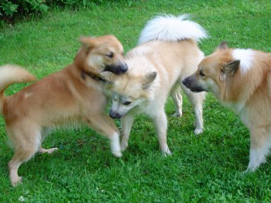 Vaskur, Halti & Topi
