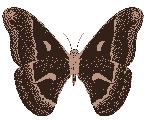 brown butterfly