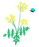 butterfly on flowers