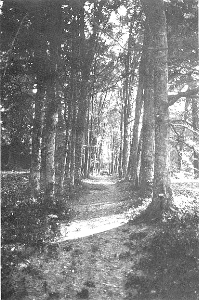 Arboreto di Vallombrosa