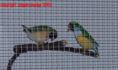 double click for larger image