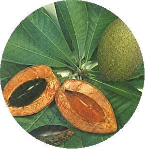 O fruto do sapoti � consumido in natura ou como gel�ias, doces, musse, tortas, sorvetes, vitaminas, etc...