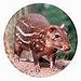 PACA