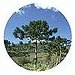 ARAUCARIA