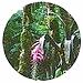 BROMELIA