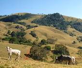 Fazenda | 154 hectares | Consola��o-MG