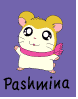 Pashmina
