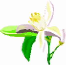 Lilly