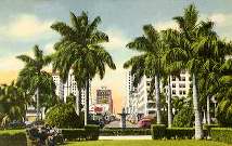 Office & Palms