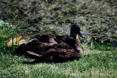 �ducks at Erigg castle