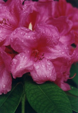 �Flower