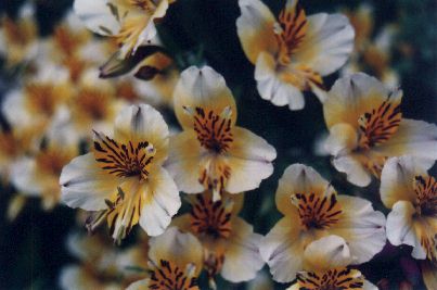 �Flowers at Powis