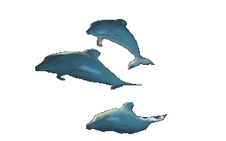 image courtesy of http://www.gameznet.com.au/dolphins/animated.html