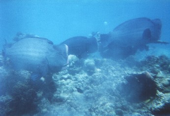 some more fish