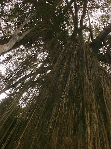 curtain fig
