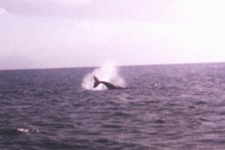 Humpback Whale Tail