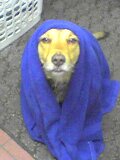 Tonight Matthew Im going to be....... the Virgin Mary.