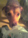 Oooh a bag, must be food in there for me surely.