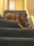 How many toys can I get on this step before they notice?