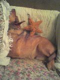 And now Im demontrating the Asanah known as Yoga Dog.