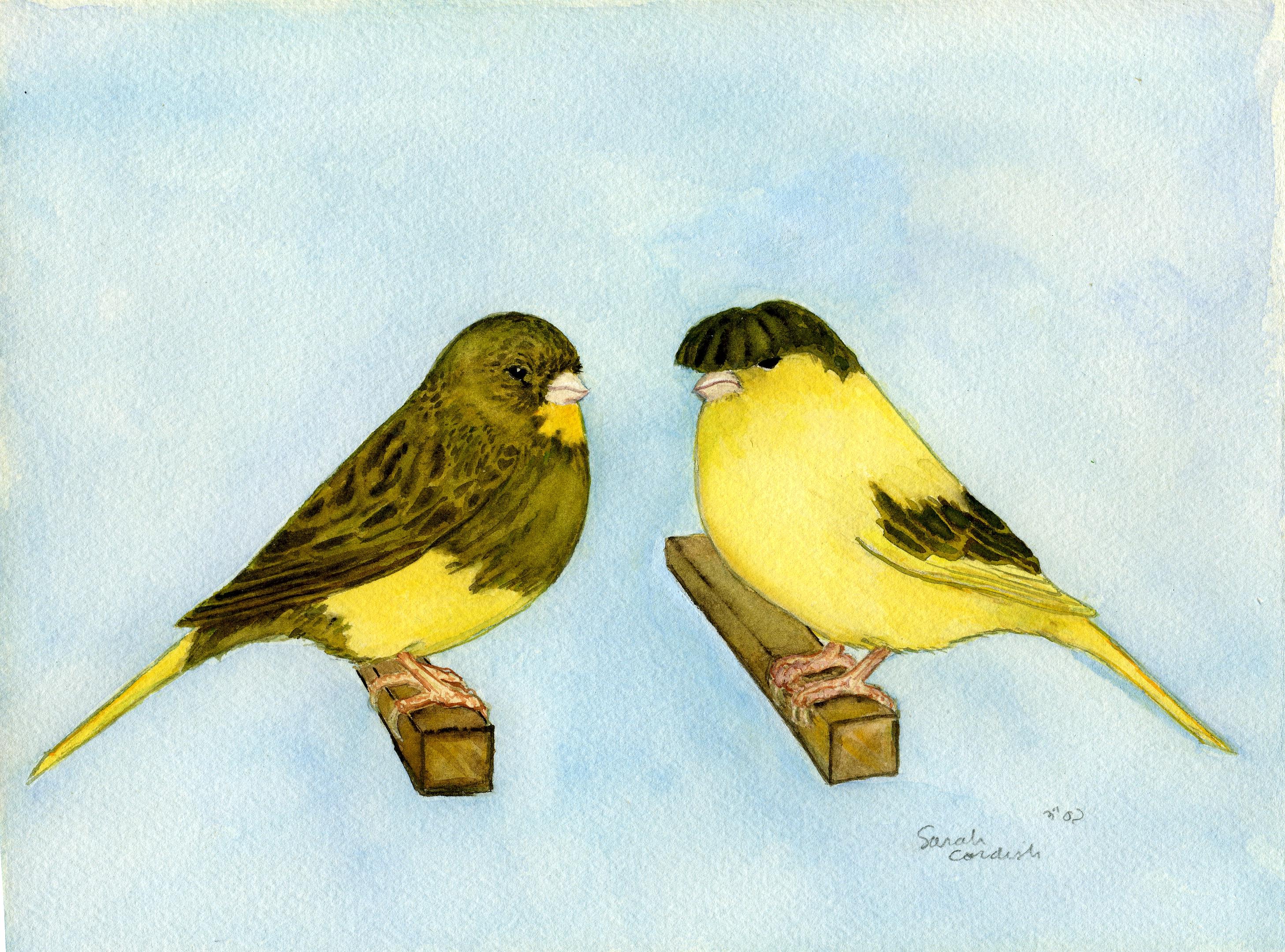 Gloster canaries - watercolor.