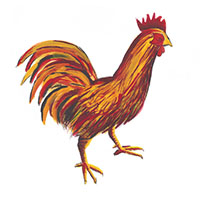 Chicken Study