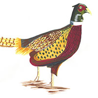 Pheasant