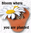 Bloom where you are Planted