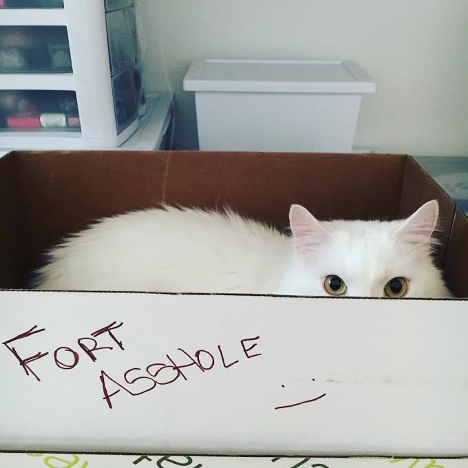 A white cat in a box with the words "Fort Asshole" written along the outside of the box with brown marker.