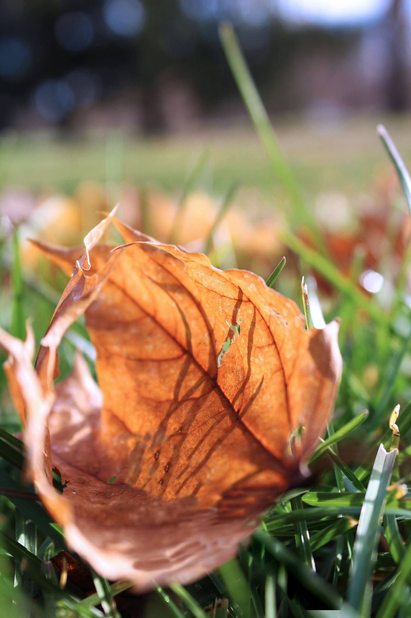 leaf