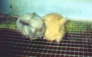 Pennington's Smokey x SBP's Hazel